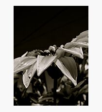 Sliding Photographic Print