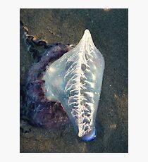 Man 'o War Photographic Print