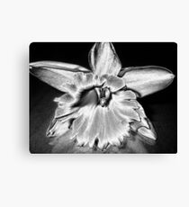 daffodil in silver Canvas Print