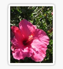 Cultivated Hibiscus Sticker