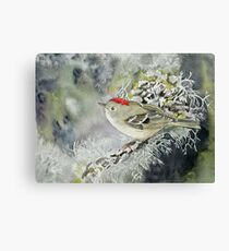 Ruby-Crowned Kinglet Canvas Print