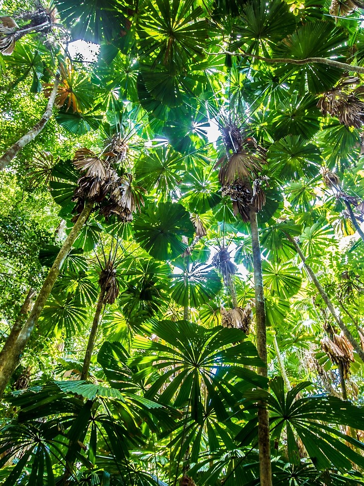 Fan palm forest by DavidWachenfeld