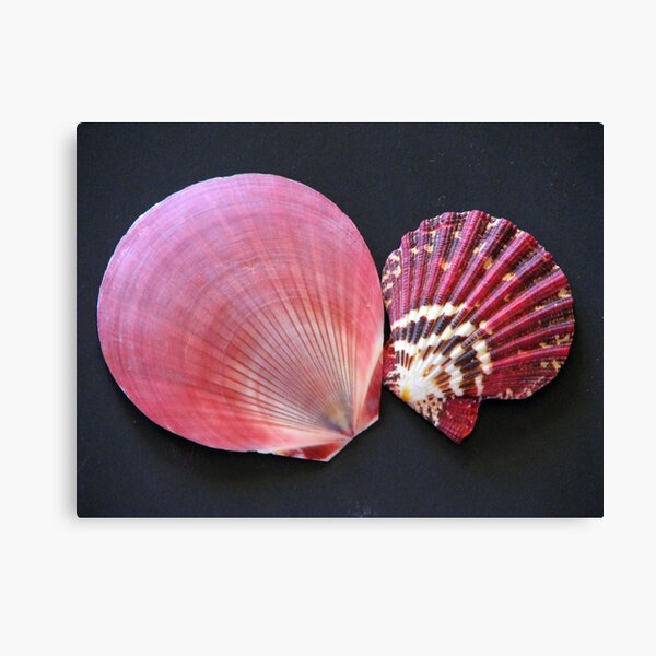 Scalloped Canvas Print