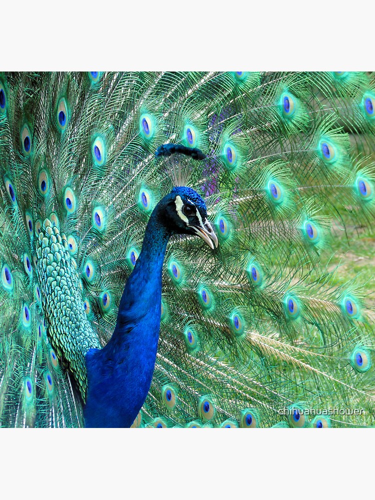 Peacock in bloom by chihuahuashower