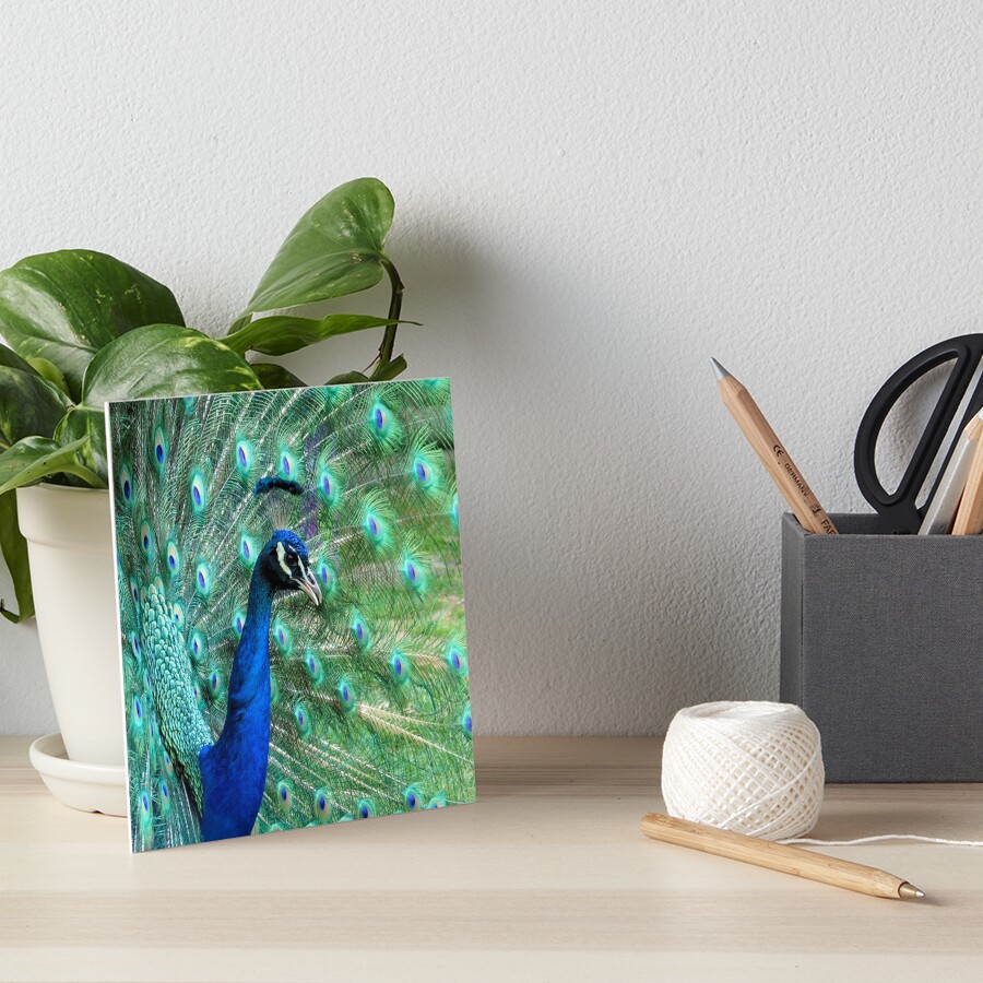 Peacock in bloom Art Board Print