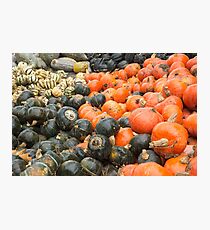 pumpkin varities Photographic Print