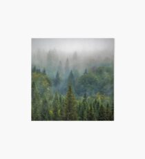 Misty Forest Beauty Art Board