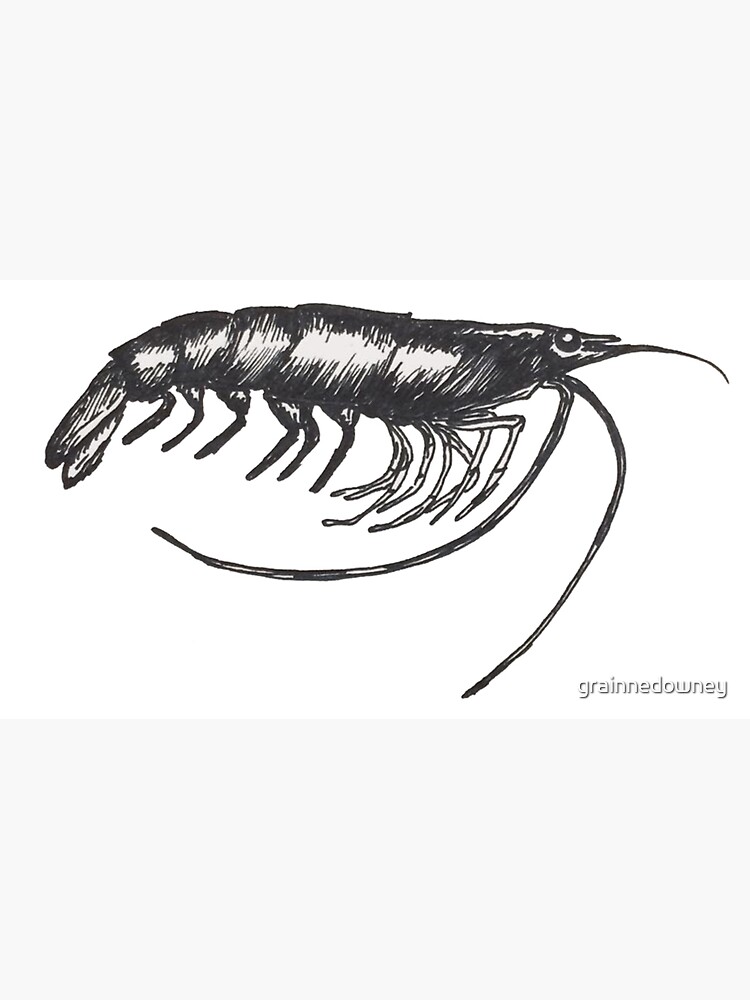 Prawn Boy by grainnedowney