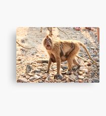 Monkey & Baby Canvas Print