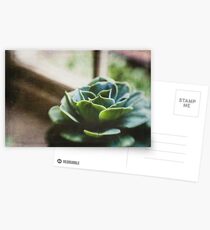 Succulent In The Window Postcards