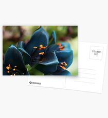 Puya Postcards