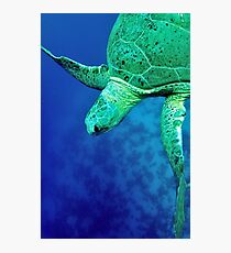 green sea turtle (Chelonia mydas) Photographic Print
