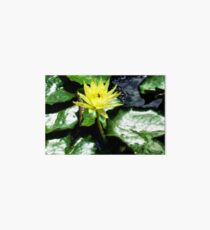 McQuade Park Waterlilies Art Board