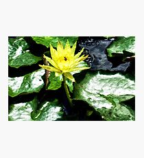 McQuade Park Waterlilies Photographic Print