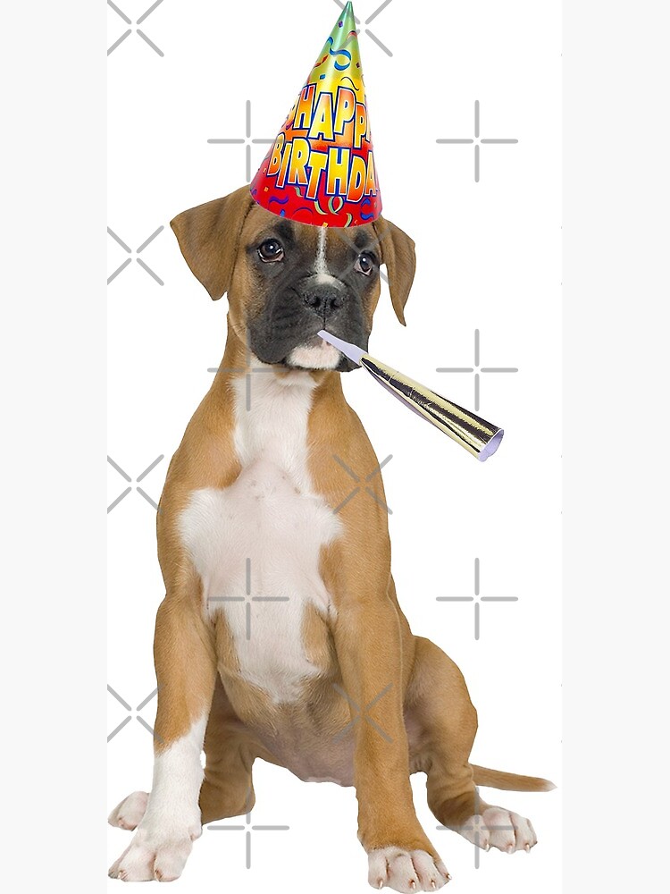  Anniversaire Chien Boxer  ianpittman