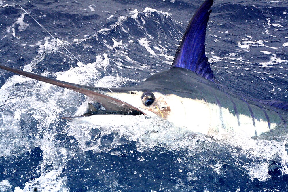 "marlin attack" by lifesaboar | Redbubble