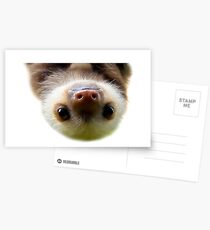 süßes Baby-Faultier Postkarten