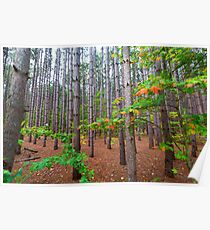Stand von Pine Tree Forest auf Pierce Stocking Drive in Sleeping Bear Dunes Poster