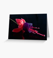 Fuchsia VI Greeting Card