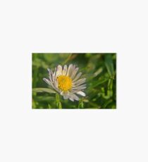 Macro Daisy A Art Board