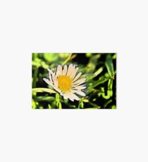 Macro Daisy C Art Board