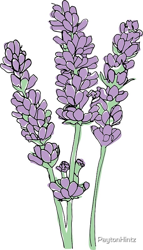 "Lavender Illustration" by PaytonHintz | Redbubble