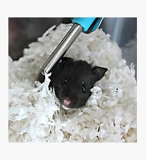 Cute Hamster Photographic Print