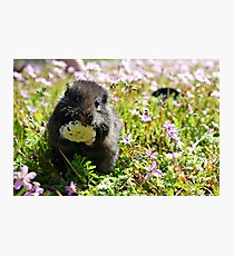 Cute Hamster 2 Photographic Print