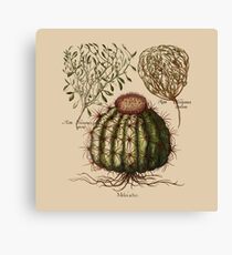 Lienzo Melocactus