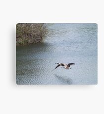 Flying Canada Geese, Jersey City, New Jersey Canvas Print