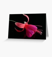 Fuchsia XV Greeting Card