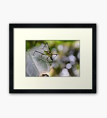 Insect Framed Print