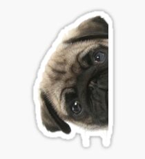 Pegatina Peek A Pug