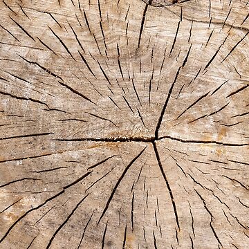 Worn out tree trunk close-up, weathered and torn iPhone Case for