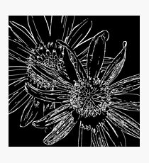 Daisy Drawing Black And White Photographic Print