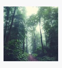 Forest Path Photographic Print