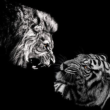 Siberian Tiger Drawing White tiger, lion, white, mammal png | PNGEgg