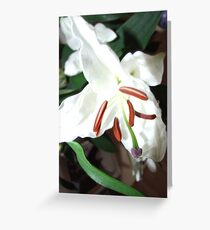White lilly Greeting Card