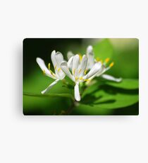 Honeysuckle Flower Canvas Print