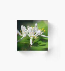 Honeysuckle Flower Acrylic Block