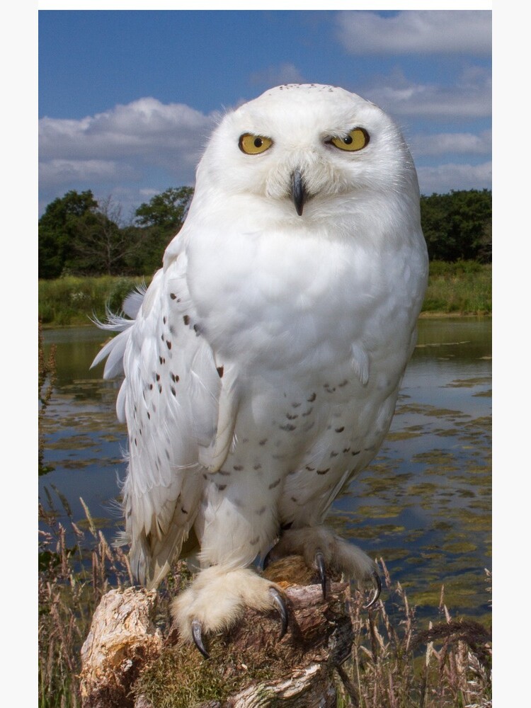 Owl with a view by dailyanimals