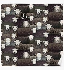 Herdwicks Poster