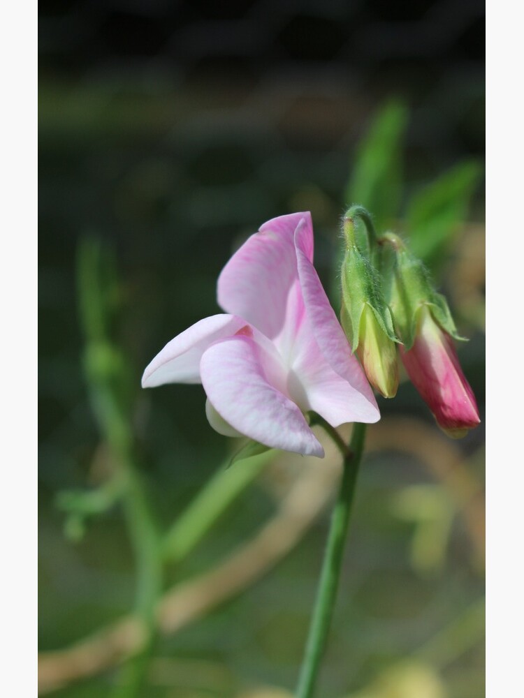 Single sweet pea by debfaraday