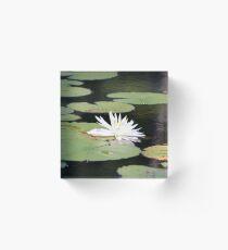 American White Waterlily Acrylic Block