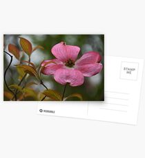 Red Dogwood Postcards
