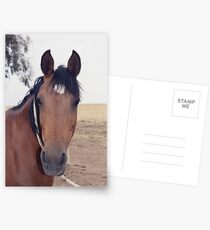 "Fizzy" standing still . Postcards