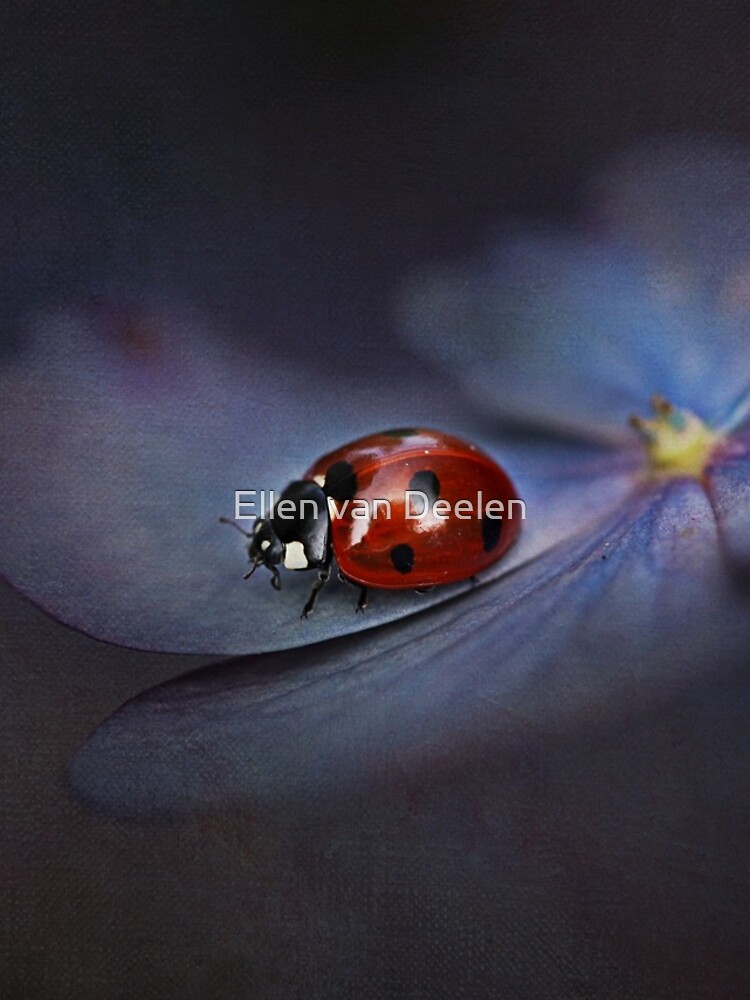 Ladybird.... by Ellen