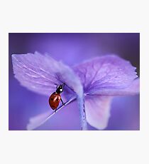 Ladybird on purple hydrangea Photographic Print