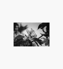 Flower macro Art Board