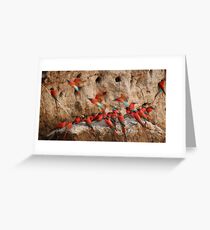 Carmine Bee-eaters Greeting Card